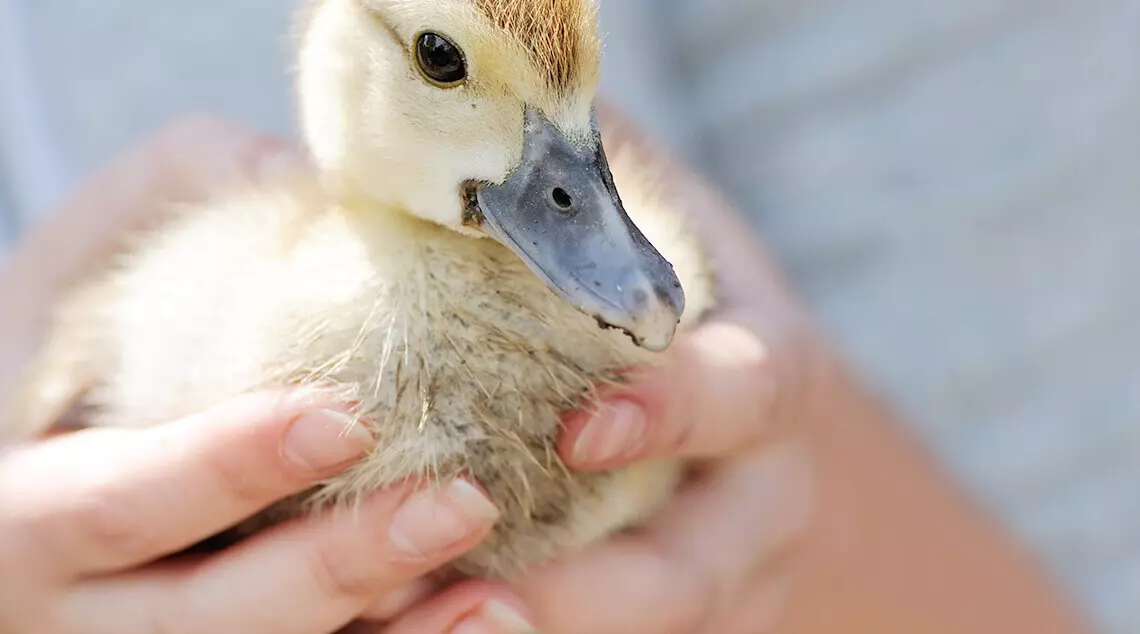 Wofür steht "responsible" ?